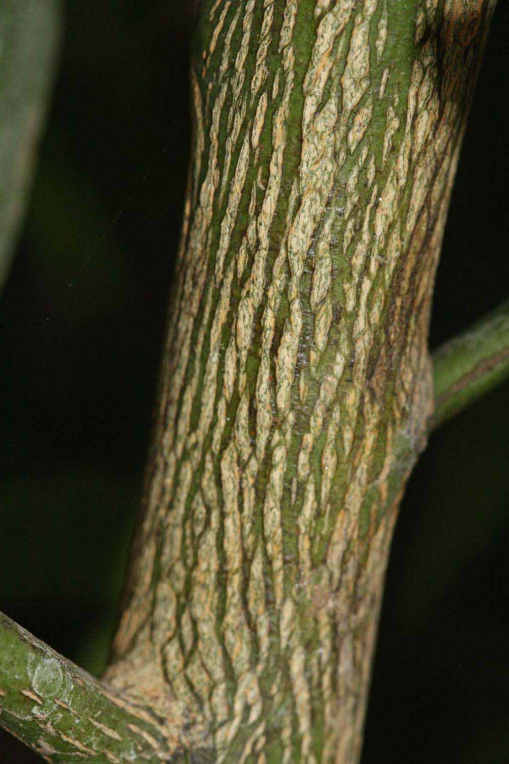              Second - third year twig (Riverside, CA)       